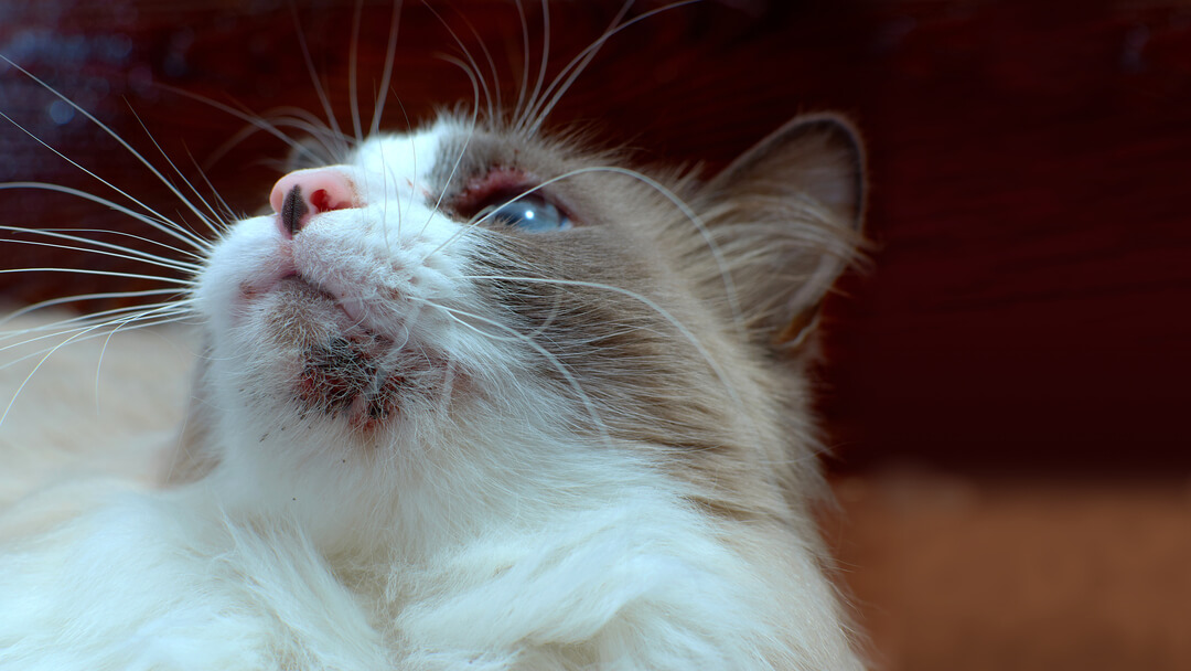 Cat losing hair on store ears and above eyes